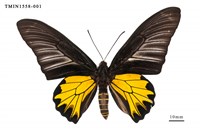 藏品(黃裳鳳蝶)的圖片